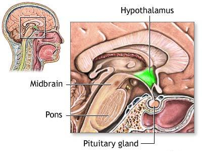 hypothalamus